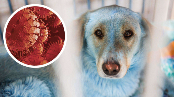 Vogelgrippe: Eine Bedrohung für Hunde und Katzen?
