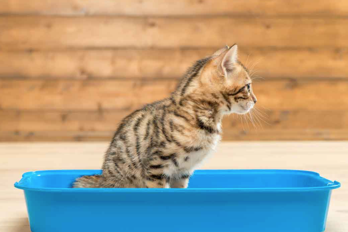Wie man eine Katze stressfrei an das Katzenklo gewöhnt — Schritt-für-Schritt-Anleitung