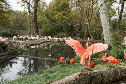 Vogelgrippe in Deutschland: Zoo Leipzig schließt Bereiche, Flamingos unter Beobachtung