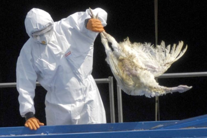 Vogelgrippe erneut in Thüringen festgestellt