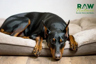 Wie schafft man einen komfortablen Schlafplatz für einen Hund?