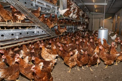 Ausbruch der Newcastle-Krankheit in Brandenburg: Hunderttausende Tiere werden gekeult