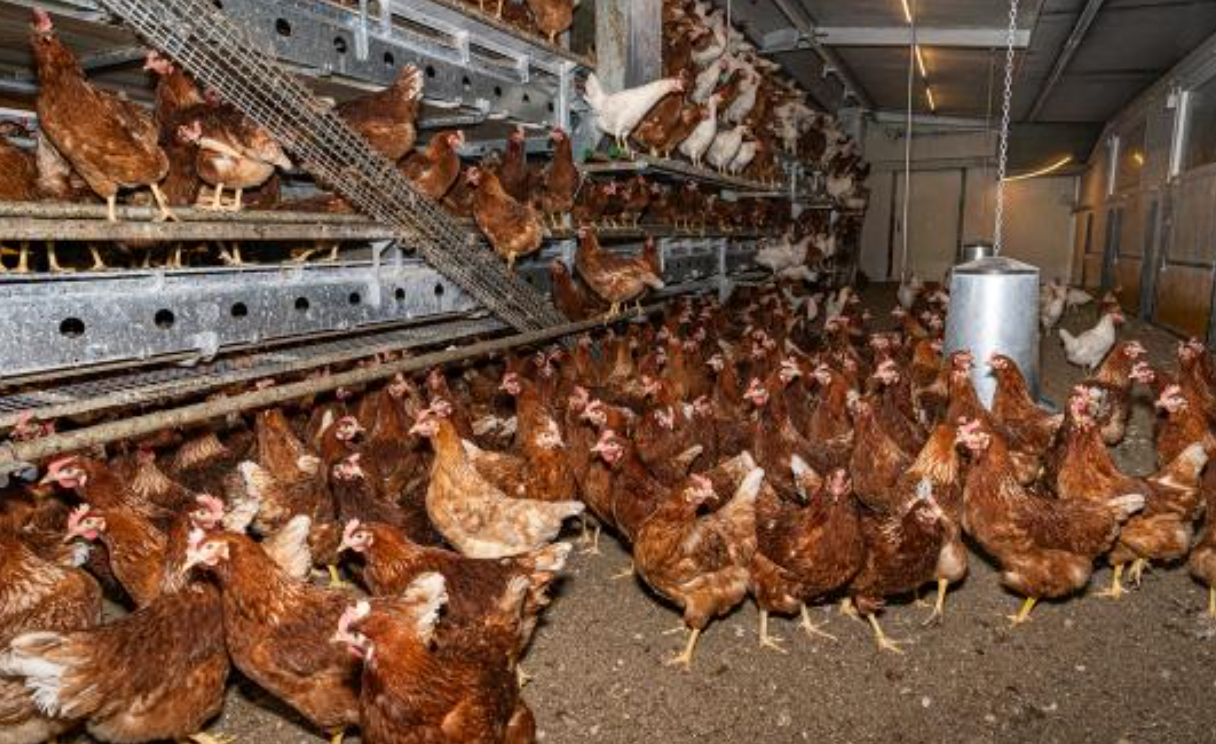 Ausbruch der Newcastle-Krankheit in Brandenburg: Hunderttausende Tiere werden gekeult