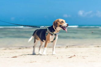 Mit dem Hund an die Ostsee: Die besten Hundestrände 2026