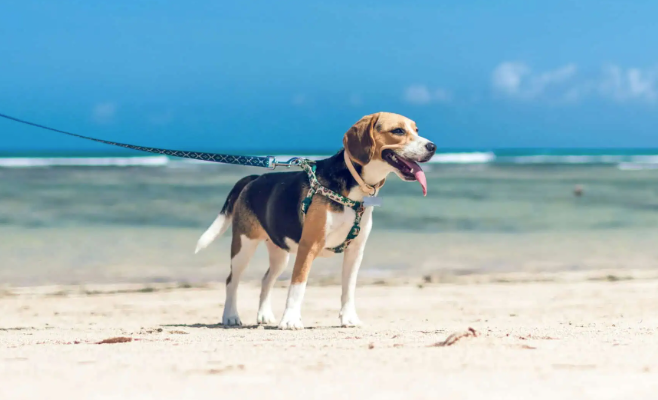 Mit dem Hund an die Ostsee: Die besten Hundestrände 2026