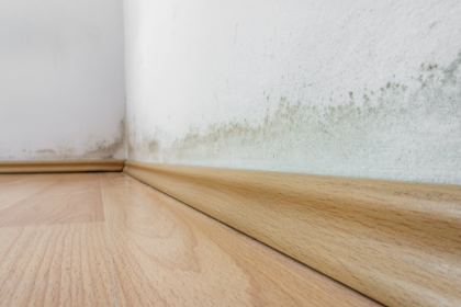 Schimmel im Sommer? Warum gerade jetzt – und was hilft