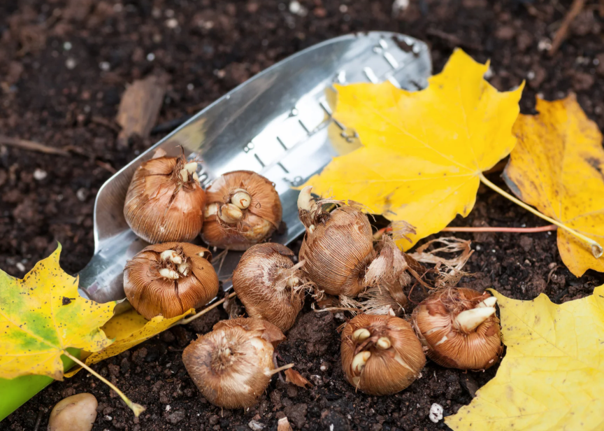 Herbstarbeiten im Grünen: Checkliste für Beet, Kübel und Technik